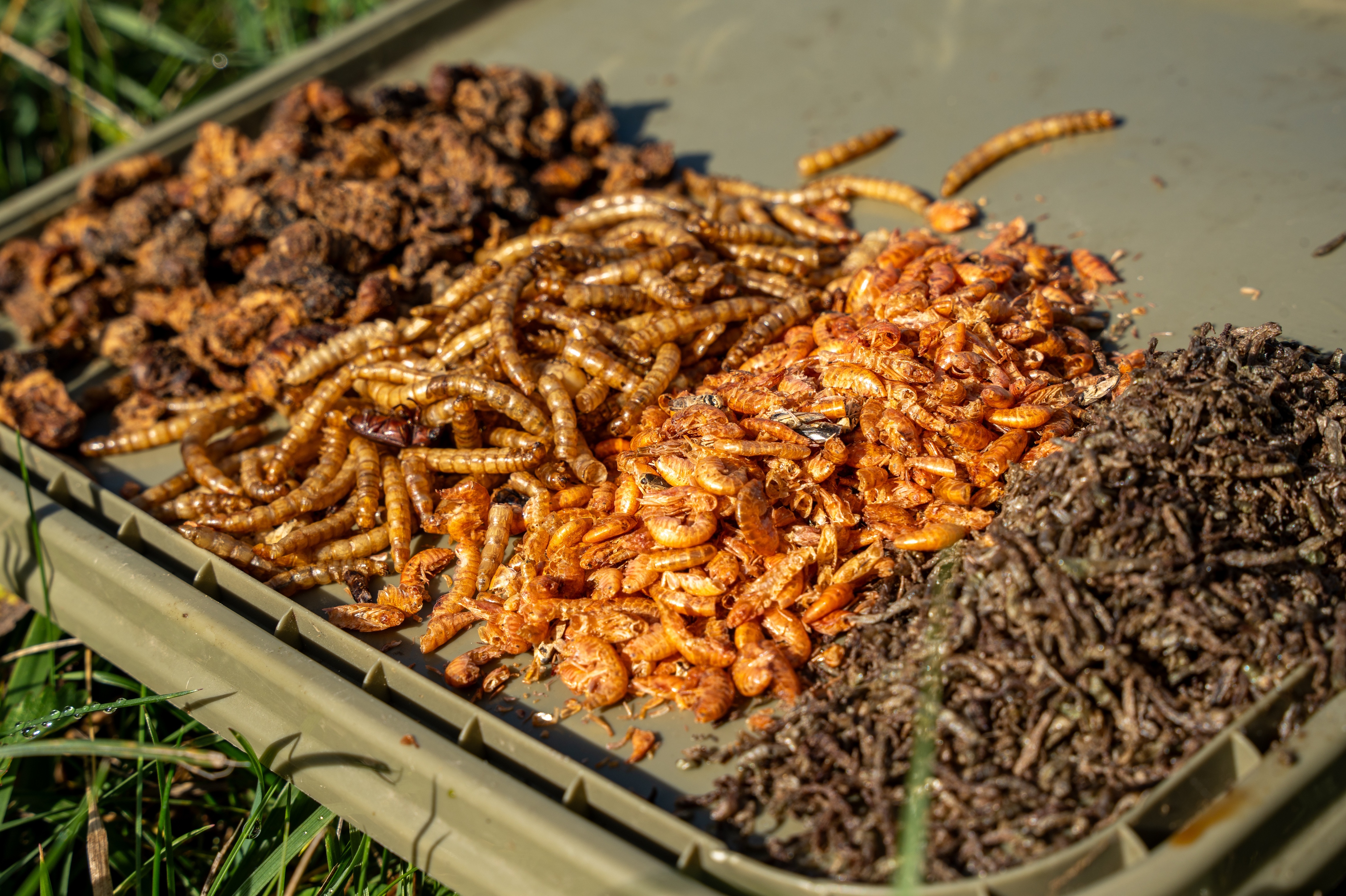 Natürlicher geht's nicht: Insekten zum Karpfenangeln! 