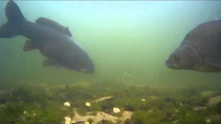 Video thumbnail image